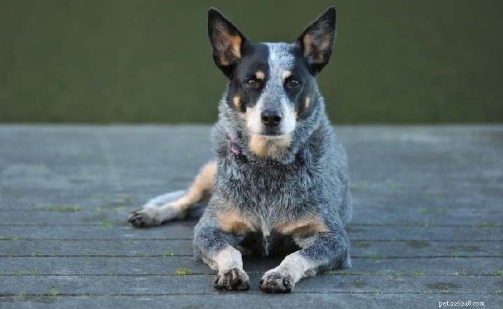 Raça de cães de Canaã – Informações sobre raças de cães