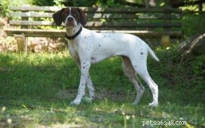 Informações sobre a raça de cães dos Pireneus Braque Francais
