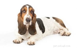 Informações sobre a raça de cães Basset Hound