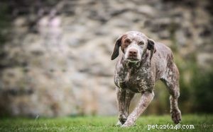 Informações sobre a raça de cães Braque du Bourbonnais