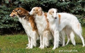 Informations sur la race de chiens Barzoï
