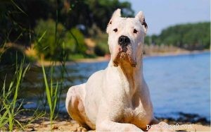Dogo Argentino Dog Breed Information