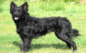 Informações sobre a raça do cão pastor croata