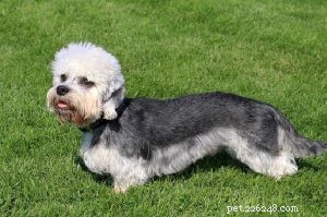 Informações sobre a raça de cães Dandie Dinmont Terrier