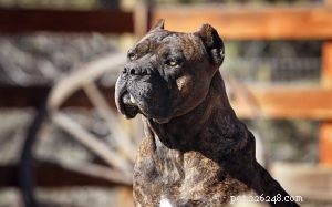 Informazioni sulla razza del cane Cane Corso