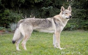 Informazioni sulla razza del cane cecoslovacco Vlcak