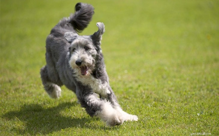 Informations sur la race de chien Bearded Collie