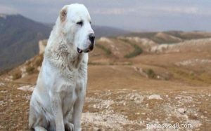 Race de chien de berger d Asie centrale