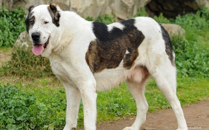 セントラルアジアシェパード犬の品種 