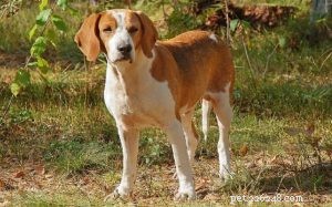 Anglický foxhound – informace o plemeni psa