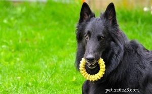 Information om rasen för belgisk fårhund