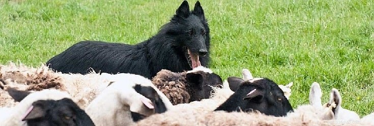 Informatie over het Belgische herdershondenras