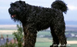 Informazioni sulla razza del cane Bouvier des Flandres