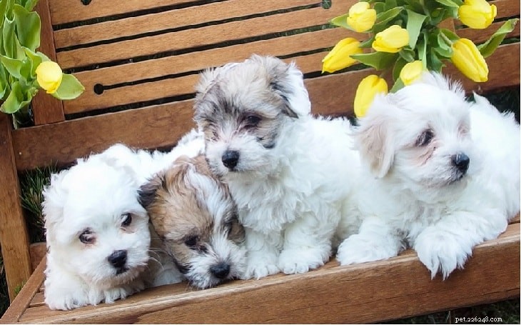 Informações sobre a raça de cães Coton de Tulear