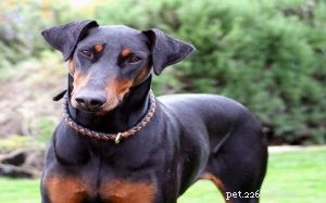 Informações sobre a raça do cão Doberman Pinscher