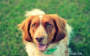 Informazioni sulla razza canina del Deutscher Wachtelhund
