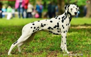 Dalmatisk hundrasinformation