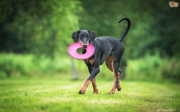 Информация о породе собак доберман-пинчер