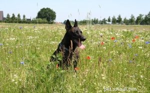 Information om rasen för holländsk herdehund