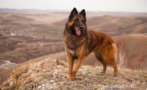Informace o plemeni belgického tervurenského psa