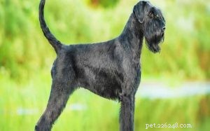 Informações sobre a raça do cão Schnauzer gigante
