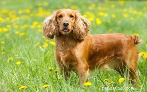 Informações sobre a raça do cão Cocker Spaniel Inglês