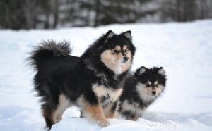 Informações sobre a raça do cão Lapphund finlandês