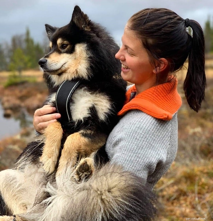 Informazioni sulla razza del cane Lapphund finlandese