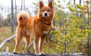Informações sobre a raça de cães Spitz finlandeses