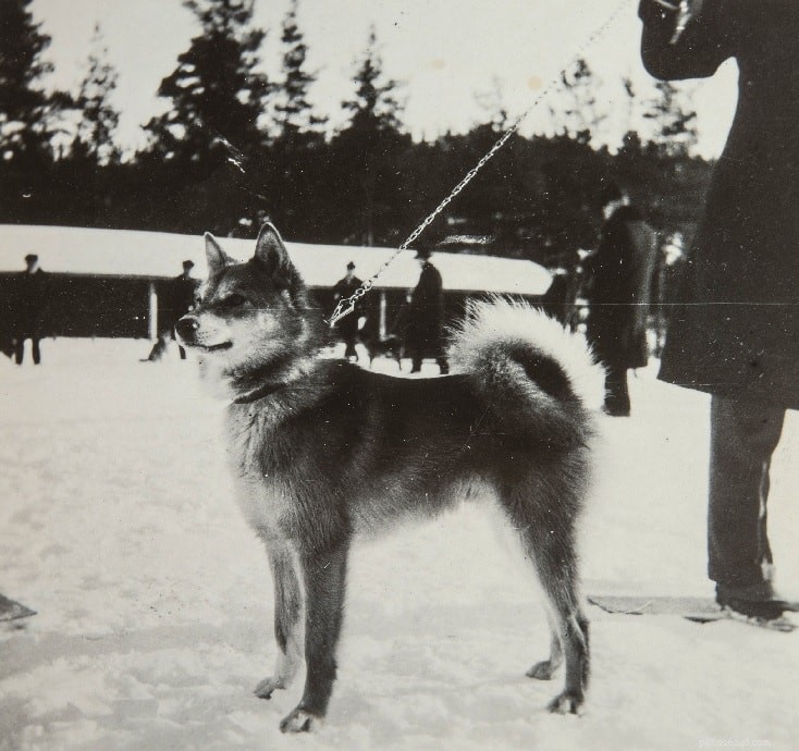 Informace o plemeni psa finského špice