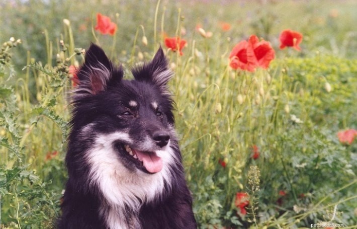 Informazioni sulla razza di cane pastore islandese