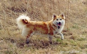 Informations sur la race de chien de berger islandais