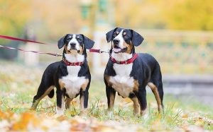 Entlebucher Mountain – Informatie over hondenrassen