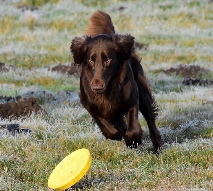 Flat-Coated Retriever – Informações sobre raças de cães