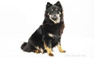 Informations sur la race de chien Eurasier