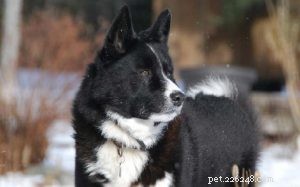 Rasinformation om karelska björnhund
