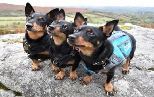 Lancashire Heeler – Informações sobre raças de cães