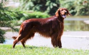 Informações sobre a raça do cão Setter Irlandês