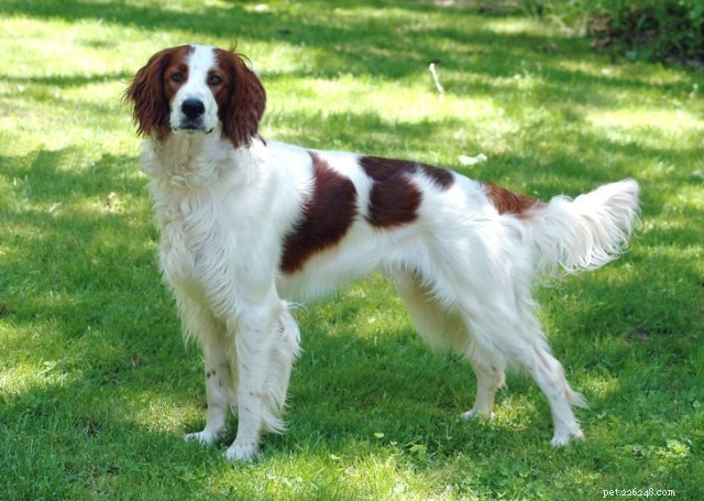 Informazioni sulla razza del cane setter irlandese rosso e bianco