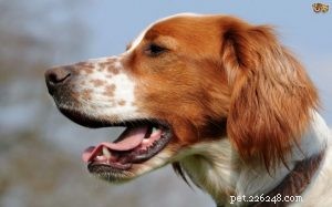 Irländsk röd och vit setterhund rasinformation