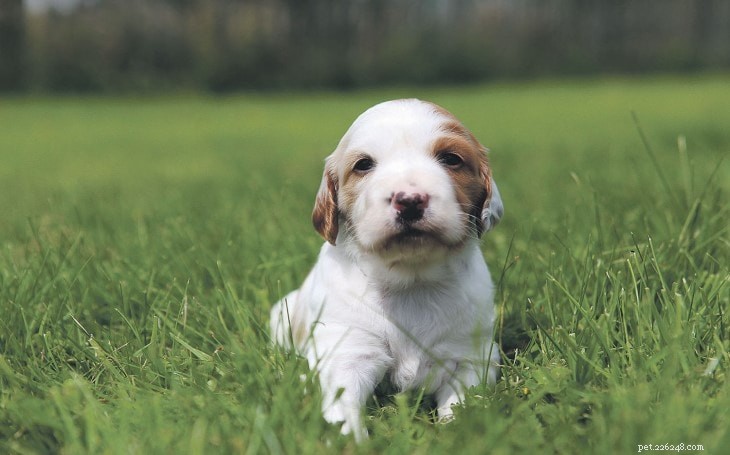 Информация о породе собак ирландский красно-белый сеттер