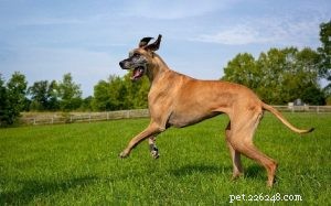 Informations sur la race de chien Dogue Allemand