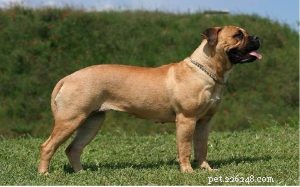 Informações sobre a raça do cão Bullmastiff