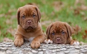 Informações sobre a raça de cães Dogue de Bordeaux