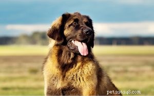 Леонбергер – информация о породе собак