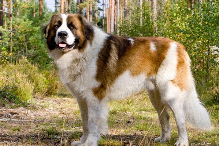 Leonberger – Informatie over hondenrassen
