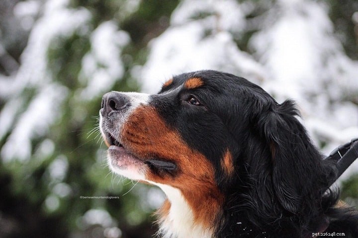 Leonberger –犬の品種情報