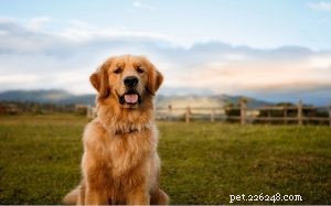 Informations sur la race de chien Golden Retriever