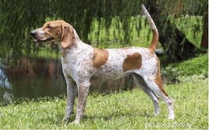 Informazioni sulla razza del cane Coonhound inglese americano