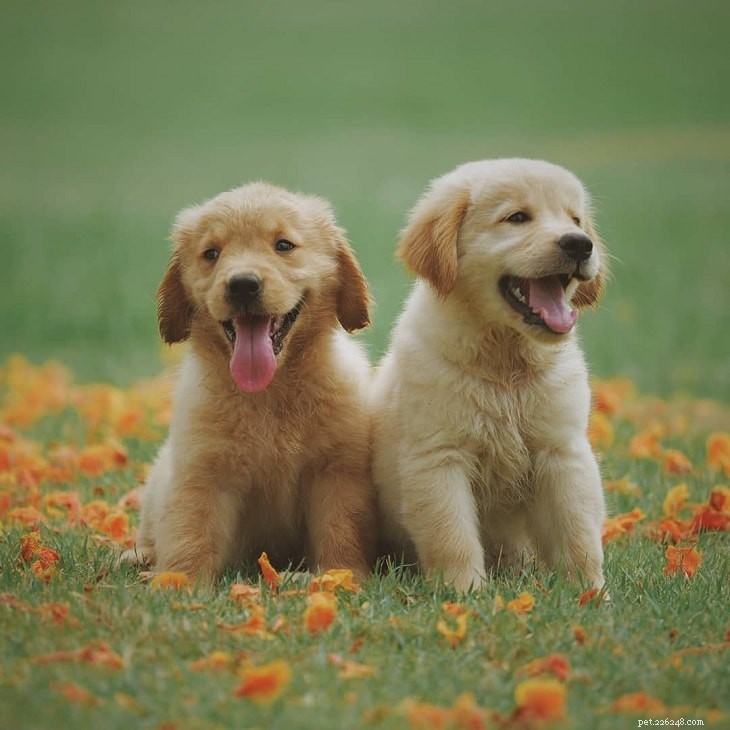 Informazioni sulla razza di cani Golden Retriever
